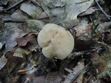 Entoloma lividoalbum image