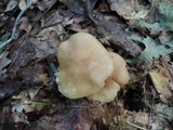 Entoloma lividoalbum image