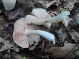 Entoloma lividoalbum image