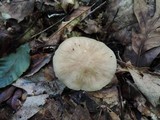 Entoloma lividoalbum image