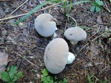 Lycoperdon lividum image