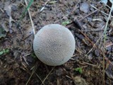 Lycoperdon lividum image