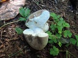 Lycoperdon lividum image