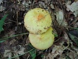 Suillus americanus image