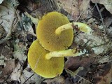 Suillus americanus image
