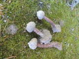 Tulostoma melanocyclum image