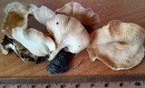 Lentinus strigosus image