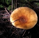 Hygrophoropsis aurantiaca image