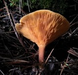 Hygrophoropsis aurantiaca image