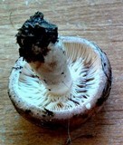 Lactarius uvidus image