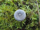 Cantharellula umbonata image