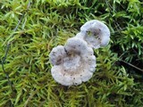 Cantharellula umbonata image