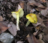 Hygrocybe acutoconica image