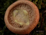 Lactarius vinaceorufescens image