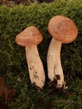 Lactarius vinaceorufescens image