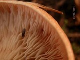 Lactarius vinaceorufescens image