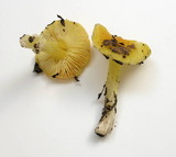 Hygrocybe acutoconica image