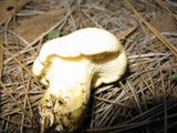 Cantharocybe gruberi image