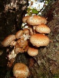 Pholiota squarrosoides image