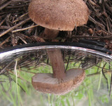 Tricholoma imbricatum image