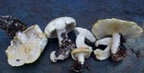 Tricholoma sulphurescens image