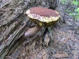 Boletellus mirabilis image