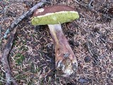 Boletellus mirabilis image