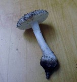 Amanita onusta image