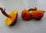 Gymnopilus bellulus image