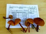 Gymnopilus bellulus image