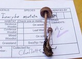 Inocybe mutata image