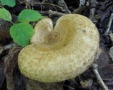 Lactarius speciosus image