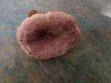 Lactarius pyrogalus image