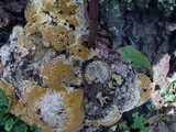 Inonotus dryadeus image