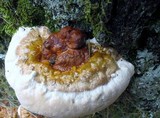 Ganoderma sessile image
