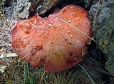 Fistulina hepatica image