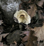 Inocybe sororia image