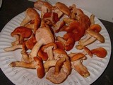 Hydnum subrufescens image