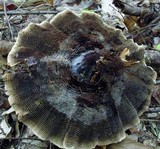 Coltricia montagnei image
