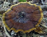 Coltricia montagnei var. greenei image