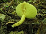 Lactarius volemus var. flavus image