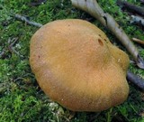 Cortinarius distans image