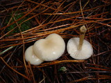 Clitocybe fragrans image