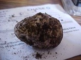 Rhizopogon atroviolaceus image