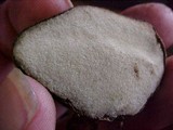 Rhizopogon atroviolaceus image