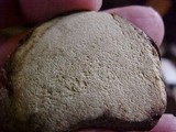 Rhizopogon atroviolaceus image