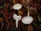 Marasmius calhouniae image