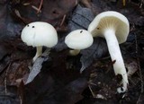Cuphophyllus virgineus image