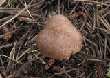 Tricholoma imbricatum image