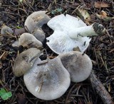 Tricholoma terreum image
